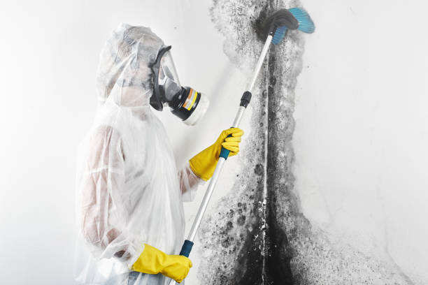 Trusted Bradford, OH Mold Removal Experts