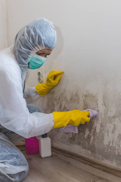 Best Air Quality Testing for Mold Spores  in Bradford, OH