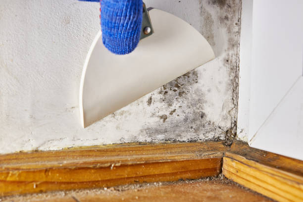 Professional Mold Removal in Bradford, OH